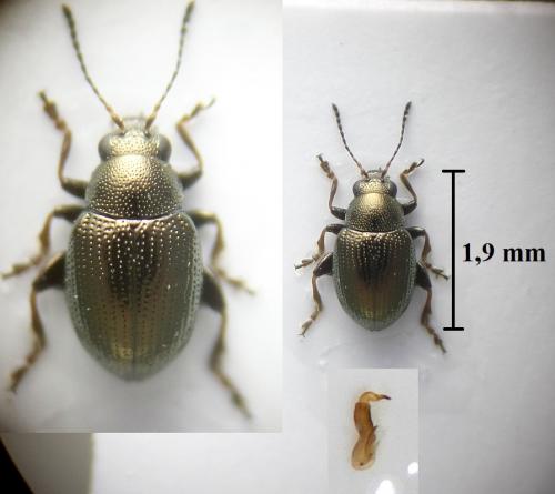 Chaetocnema aerosa
